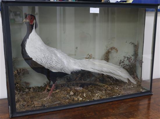 A taxidermy silver pheasant in glass cabinet